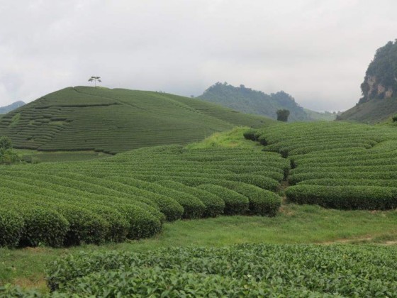 Hình 6 Sinh cảnh chuyên cành trồng chè Camellia sinensis vào mùa xuân Hình 7 Thu mẫu 1