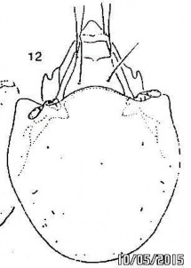 Ảnh gốc theo J Balogh et P Balogh 2002 15 A Mặt lưng 15 B Prosoma với các lông le in ss 11