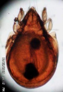 15 D Mặt bụng chú ý phần giáp hậu môn sinh dục vùng AN AG Hình 15 Scheloribates 14