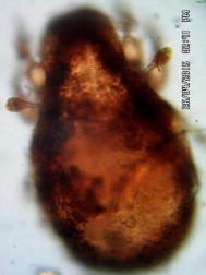 15 D Mặt bụng chú ý phần giáp hậu môn sinh dục vùng AN AG Hình 15 Scheloribates 16