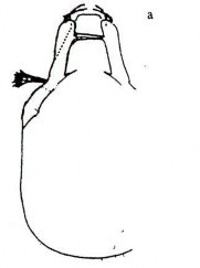 Ảnh gốc theo Vũ Quang Mạnh 2007 16 A Mặt lưng quan sát thấy lông se hình chổi sơn 17