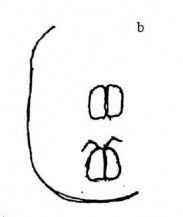 Ảnh gốc theo Vũ Quang Mạnh 2007 16 A Mặt lưng quan sát thấy lông se hình chổi sơn 18