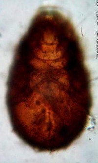 x 20 16 C Mặt bụng 16 D Anogenital với đường cánh chim ở mép trước của AN Hình 19