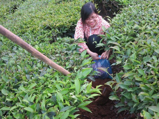 Hình 7 Thu mẫu tại sinh cảnh chè vào mùa hè Hình 8 Thu mẫu tại sinh cảnh chè 2