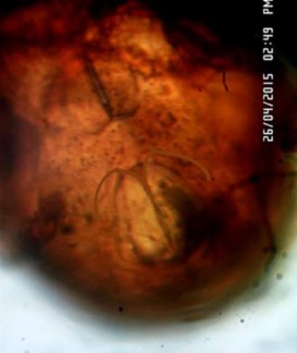 x 20 16 C Mặt bụng 16 D Anogenital với đường cánh chim ở mép trước của AN Hình 20