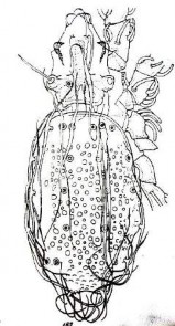 x 20 16 C Mặt bụng 16 D Anogenital với đường cánh chim ở mép trước của AN Hình 21