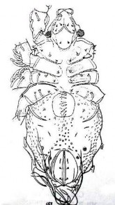 x 20 16 C Mặt bụng 16 D Anogenital với đường cánh chim ở mép trước của AN Hình 22