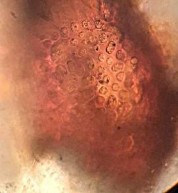 17 B Hoa văn dạng lỗ trên cơ thể 17 A Mặt lưng 17 C Đỉnh ro với các lông ro 23