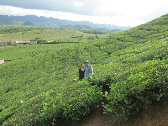 Hình 8 Thu mẫu tại sinh cảnh chè vào mùa thu Hình 9 Thu mẫu tại sinh cảnh chè 3