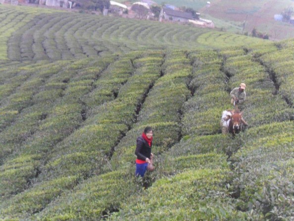 Hình 9 Thu mẫu tại sinh cảnh chè vào mùa đông Hình 10 Thu mẫu tại sinh cảnh chè 4