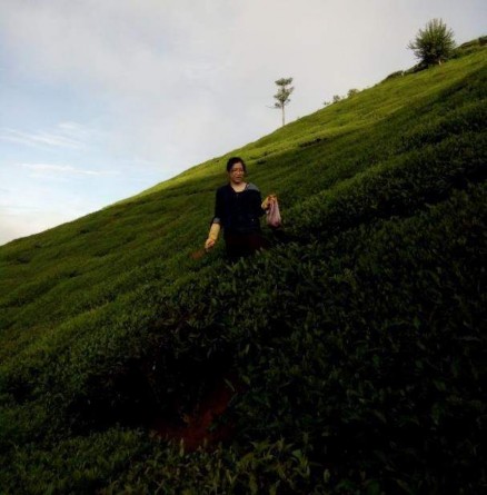 Hình 10 Thu mẫu tại sinh cảnh chè vào thời điểm 6h00 Hình 11 Thu mẫu tại sinh 5