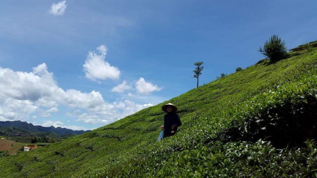 Hình 11 Thu mẫu tại sinh cảnh chè vào thời điểm 12h00 Hình 12 Thu mẫu tại sinh 6