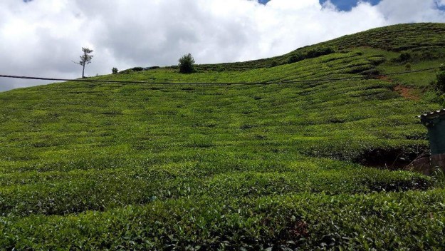 Hình 12 Thu mẫu tại sinh cảnh chè vào thời điểm 18h00 Hình 13 Thu mẫu tại sinh 7