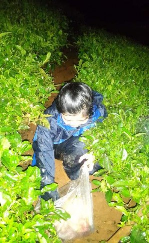 Hình 13 Thu mẫu tại sinh cảnh chè vào thời điểm 24h00 14 A 14 B Hình 14 A Quá 8