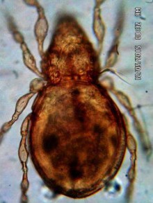 19 C Mặt bụng và phần giáp sinh dục hậu môn đáng chú ý Hình 19 Perxylobates 10