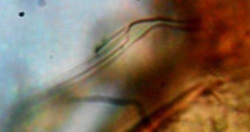 20 D Lông ss 3 nhánh đặc trưng 20 E Mặt bụng Hình 20 Arcoppia arcualis 210 250 x 450 475 13