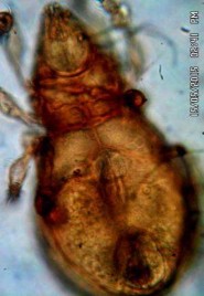 20 D Lông ss 3 nhánh đặc trưng 20 E Mặt bụng Hình 20 Arcoppia arcualis 210 250 x 450 475 14