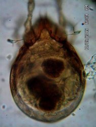 22 A Mặt lưng 22 B Vùng promosome không có đường sejugal 22 C Chân với 3 móng 22 D 17