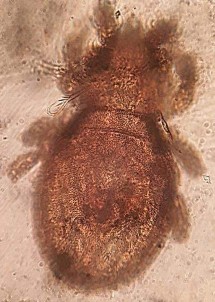 23 A Mặt lưng 23 B Mặt bụng 23 C Vùng AN AG Hình 23 Eremulus sp 354 x 602 µm x 80 x 80 24 21