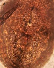 23 C Vùng AN AG Hình 23 Eremulus sp 354 x 602 µm x 80 x 80 24 A Mặt lưng 24 B Lông ss 24 C 23