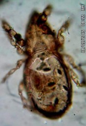 25 A Mặt lưng 25 B Đường sejugal lưng vuông lông se mang các nhánh mang lược Hình 26