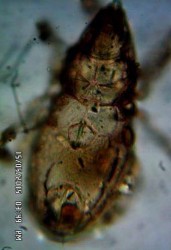 25 A Mặt lưng 25 B Đường sejugal lưng vuông lông se mang các nhánh mang lược Hình 27