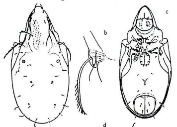 Ảnh gốc theo Vũ Quang Mạnh 2007 19 A Mặt lưng x 80 19 B Prosoma lông ss đặc trưng 19 5