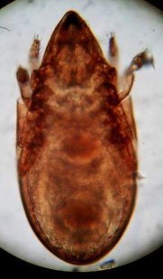 19 C Mặt bụng và phần giáp sinh dục hậu môn đáng chú ý Hình 19 Perxylobates 6