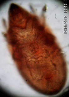 19 C Mặt bụng và phần giáp sinh dục hậu môn đáng chú ý Hình 19 Perxylobates 7