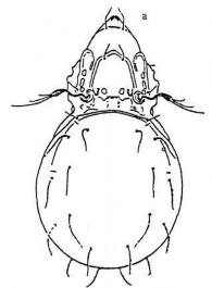 19 C Mặt bụng và phần giáp sinh dục hậu môn đáng chú ý Hình 19 Perxylobates 8