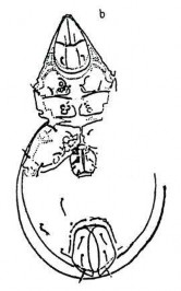 19 C Mặt bụng và phần giáp sinh dục hậu môn đáng chú ý Hình 19 Perxylobates 9