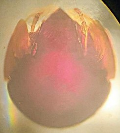 Hình 29 Pallidacarus sp 399 x 853µm 30 A Mặt lưng 30 B Đỉnh ro 30 C Mỗi chân mang 3 6