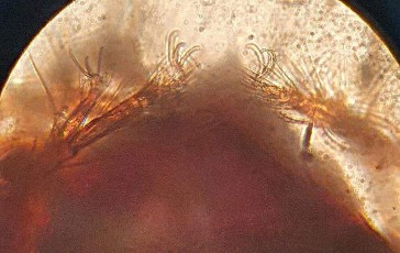 30 C Mỗi chân mang 3 móng Hình 30 Gallumopsis sp 509x820µm 8