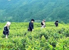 Trà Phia Đén Nguyên Bình Đèo Mã Phục Trà Lĩnh Hạt dẻ Trùng Khánh Quýt Trà Lĩnh 12