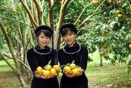 Hạt dẻ Trùng Khánh Quýt Trà Lĩnh Nguồn Internet và tác giả tự chụp 15