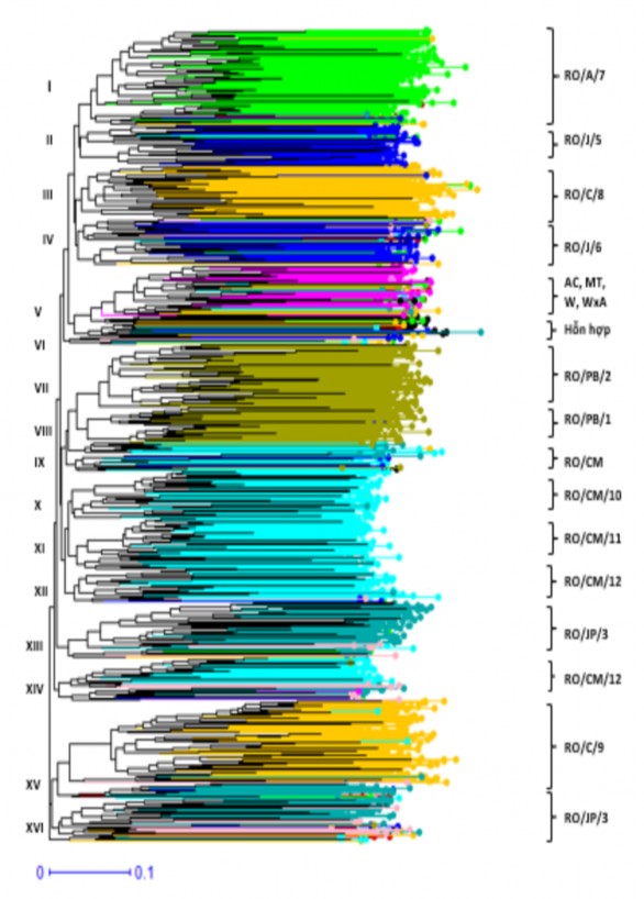 Hình 3 2 Phân bố của 1 127 mẫu giống theo các cụm di truyền từ cây phả hệ 1