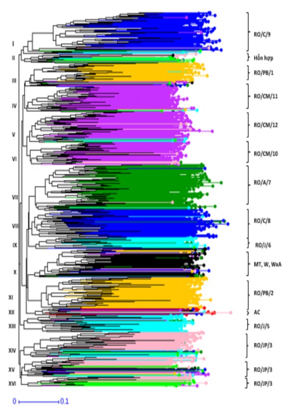 Hình 3 3 Phân bố của 1 022 mẫu giống theo các cụm di truyền từ cây phả hệ 1