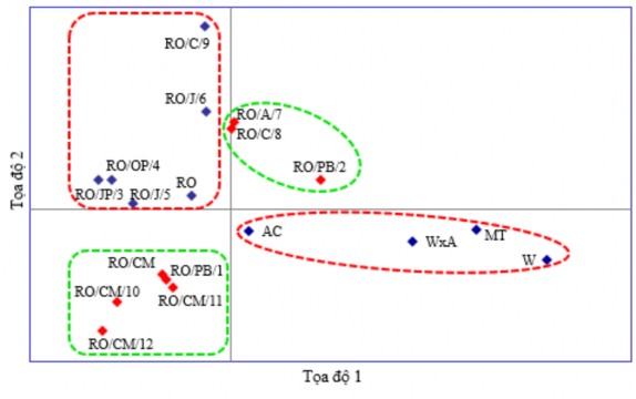 Hình 3 6 Phân bố của các nhóm giống theo khoảng cách di truyền thông qua phân 3