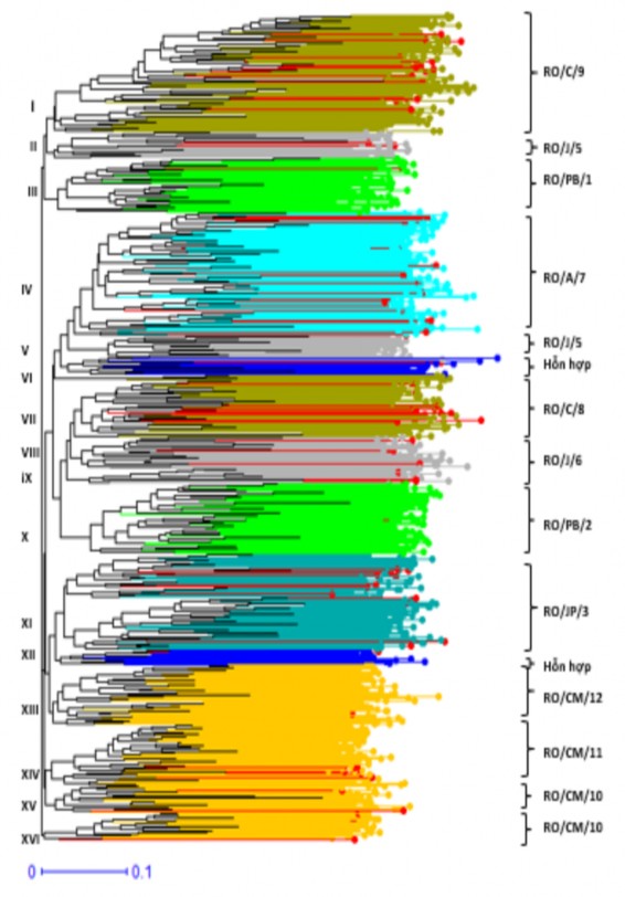 Hình 3 14 Phân bố của 821 mẫu giống theo các cụm di truyền từ cây phả hệ 1
