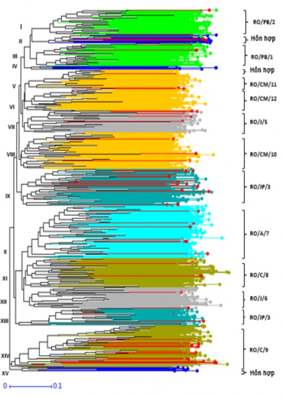 Hình 3 15 Phân bố của 616 mẫu giống theo các cụm di truyền từ cây phả hệ 1
