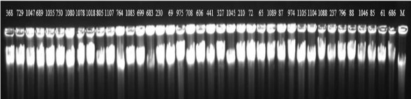 M là Lambda DNA các số hiện trên giếng là các mã DNA tương ứng với các mẫu 1
