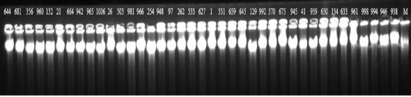 M là Lambda DNA các số hiện trên giếng là các mã DNA tương ứng với các mẫu 2