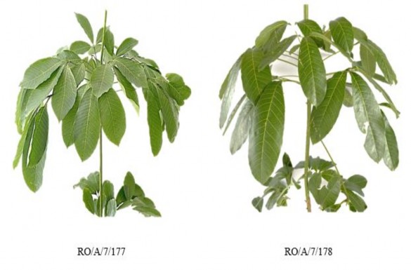 Phụ lục 6 2 Hình thái khác nhau giữa mẫu giống RO A 7 177 và RO A 7 178 Phụ lục 6 4