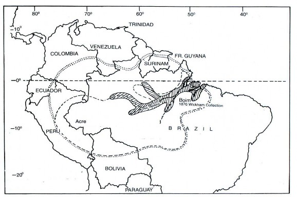 … Vùng phân bố chi Hevea Vùng phân bố loài H brasiliensis Hình 1 1 Vùng phân bố 1