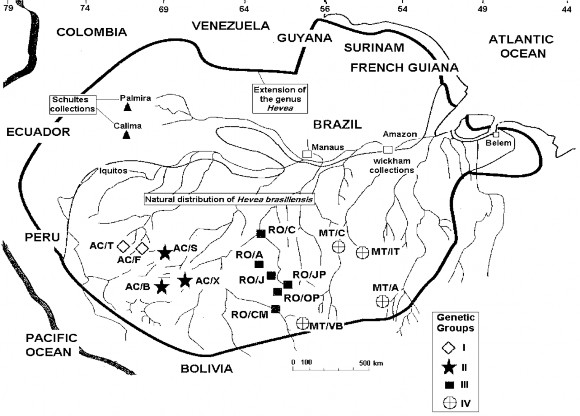 Hình 1 3 Phân nhóm di truyền cho các nguồn gen cây cao su H brasiliensis theo Besse và 1
