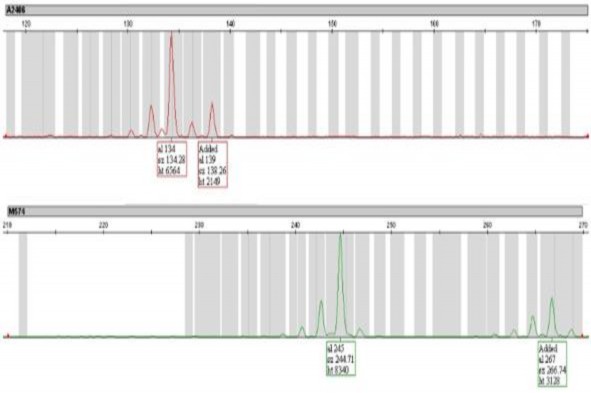 Hình 3 1 Sản phẩm PCR của mẫu giống PB 260 với chỉ thị A2406 và M574 được 1