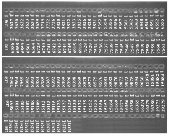 Hình 3 12 Kết quả điện di ADN tổng số của 132 mẫu giống bí đỏ nghiên cứu 1