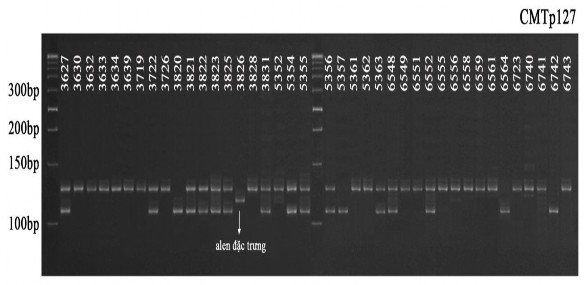 Hình 3 14 Hình ảnh nhận dạng kiểu gen của một số mẫu giống bí đỏ bằng 3