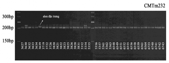 Hình 3 15 Hình ảnh nhận dạng kiểu gen của một số mẫu giống bí đỏ bằng 4