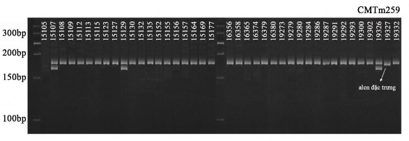 Hình 3 16 Hình ảnh nhận dạng kiểu gen của một số mẫu giống bí đỏ bằng 5